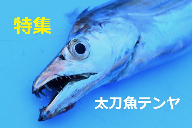 特集 タチウオテンヤ Fishing Hours